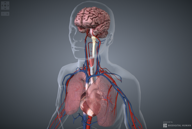 BioDigital създаде програмно-приложен интерфейс за 3D моделиране на човешкото тяло 